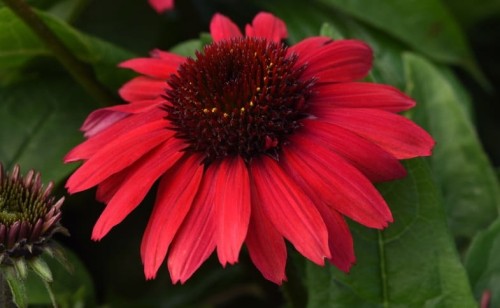 Echinacea-purpurea Sombrero Compact Red 2.jpg