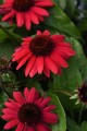 Echinacea-purpurea Sombrero Compact Red.jpg