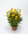 Coreopsis Andiamo Yellow with Red_72360_1.jpg