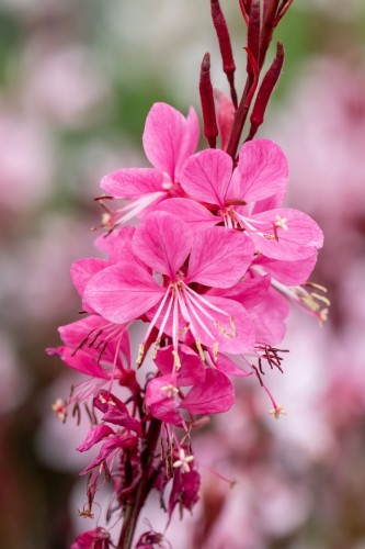 Gaura Graceful Pink (1).jpg