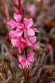 Gaura Graceful Pink (2).jpg