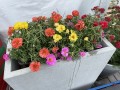 Portulaka (3).JPG