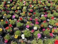 Portulaka (1).JPG