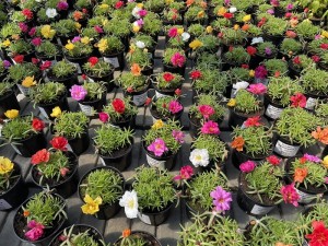 Portulaka wielkokwiatowa 'Happy Hour' mix P9