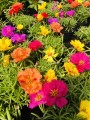 Portulaka (12).JPG