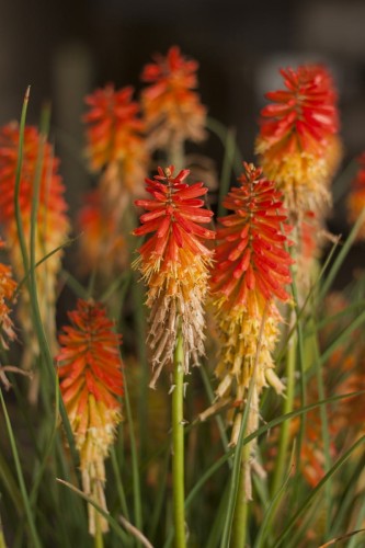 Kniphofia Papaya Popsicle_79346_2.jpg