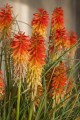 Kniphofia Papaya Popsicle_79346_1.jpg