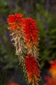 Kniphofia Papaya Popsicle_79346_3.jpg