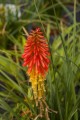 Kniphofia Papaya Popsicle_79346_4.jpg