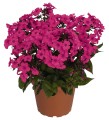 Phlox Flame Pro Cerise_76346_1.jpg