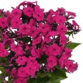 Phlox Flame Pro Cerise_76346_2.jpg