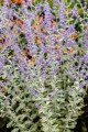 Perovskia Silvery Blue_78166_4.jpg