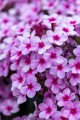 Phlox Early Lavender Pro_76508_1.jpg