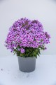 Phlox Early Lavender Pro_76508_2.jpg