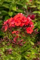 Floks wiechowaty Orange Perfection (2).jpg