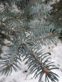 pine-needles-586194_1280.jpg