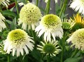 Echinacea Delicious Nougat_77431_2.jpg