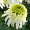 Echinacea Delicious Nougat_77431_1.jpg