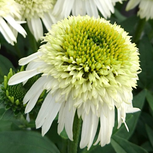 Echinacea Delicious Nougat_77431_1.jpg