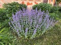 Kocimietka Summer Magic (2).jpg