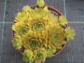 Sempervivum Leo_74582_2.jpg