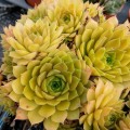 Sempervivum Leo_74582_4.jpg