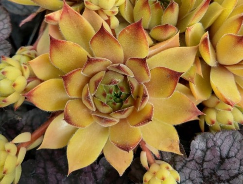 Sempervivum Leo_74582_3.jpg