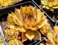 Sempervivum Leo_74582_1.jpg