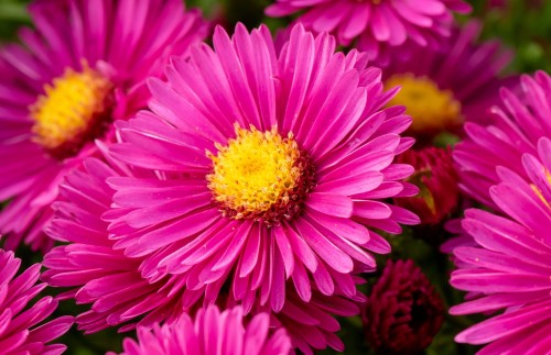 Aster Jenny 1.jpg
