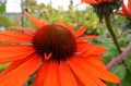 DSC07074.JPG