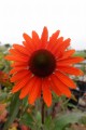 DSC07329.JPG