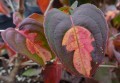 DSC07005.JPG