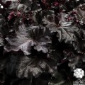 Heuchera_Black_Pearl_73064_1.jpg