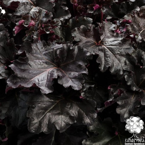 Heuchera_Black_Pearl_73064_1.jpg