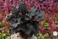 Heuchera_Black_Pearl_73064_2.jpg