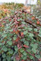 DSC07247.JPG