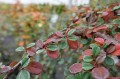 DSC07248.JPG