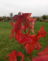 DSC07296.JPG