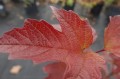 DSC07366.JPG