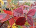 DSC07087.JPG