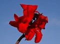 canna-lily-491075_1280.jpg
