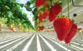 strawberry-4046052_1280.jpg