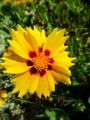large-floral-girls-eye-2327299_1280.jpg