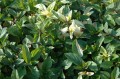 Mentha Variegata.JPG