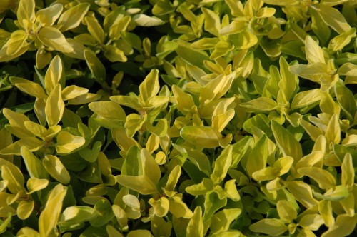 Origanum Auren Gold.JPG