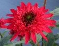 Echinacea Sunny Days Ruby 1.jpg