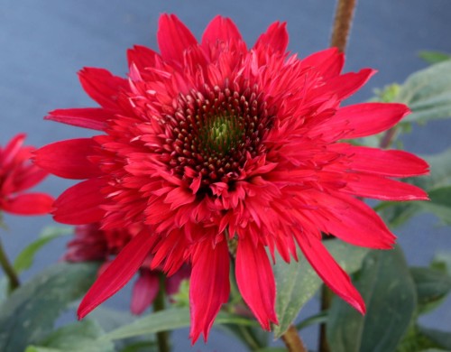 Echinacea Sunny Days Ruby 1.jpg