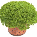 Origanum vulgare Aureum Green.jpg