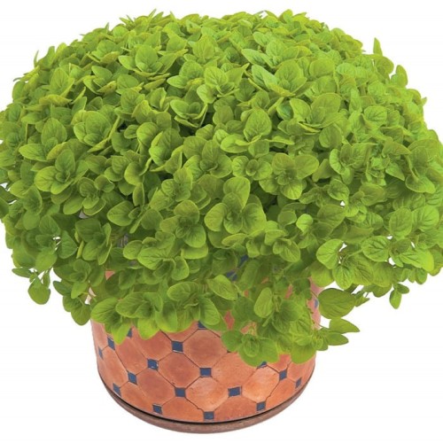 Origanum vulgare Aureum Green.jpg