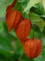 lampion-flower-9151_1280.jpg